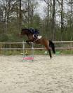 Top cheval SF sport 4 ans