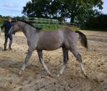 Yearling Mâle Gris Querlybet hero / Cardento