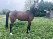Mare Thoroughbred For sale 2021 Bay