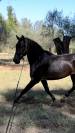 Cavallo Andaluso P.R.E