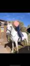 Gelding PRE Pure Spanish Bred For sale 2015 Grey
