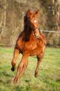 Poulain Pure Race Espagnole Dressage