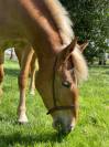 Merrie Andere paarden rassen Te koop 2020 Lichte manen en staart