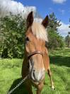 Mare Other Horse Breed For sale 2020 Silver dapple