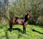 Merrie Belgisch sportpaard Te koop 2017 Donker bruin / bai