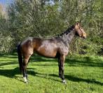 Cavalla sBs Cavallo da Sport Belgio In vendita 2017 Baio