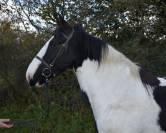 Très beau cheval 157 cm très beau modèl