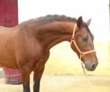Gelding PRE Pure Spanish Bred For sale 2017 Bay