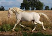 Castrone PFS Pony Francese da Sella In vendita 2022 Appaloosa