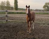 Veulen (ml) Belgisch sportpaard Te koop 2023 Vos ,  El pintador du dieu d’Arras Z