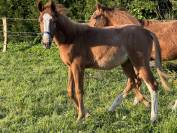 Veulen (ml) Belgisch sportpaard Te koop 2023 Vos ,  El pintador du dieu d’Arras Z