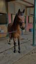 Castrone PFS Pony Francese da Sella In vendita 2015 Baio
