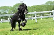 Amazing Bombproof Fell Pony stallion  