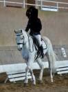 Gelding French Saddle Pony For sale 2010 White