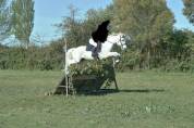 Gelding French Saddle Pony For sale 2010 White