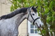 Mare Irish Sport Horse For sale 2020 Grey