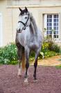 Mare Irish Sport Horse For sale 2020 Grey