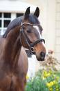 Castrone KWPN Cavallo da Sport Neerlandese In vendita 2020 Baio