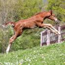 Veulen (ml) Belgisch sportpaard Te koop 2024 Vos ,  PEGASE VAN'T RUYTERSHOF