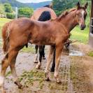 Yearling par Pégase Van't Ruytershof