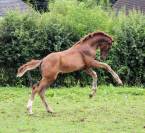 Yearling par Pégase Van't Ruytershof