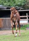 Yearling par Pégase Van't Ruytershof