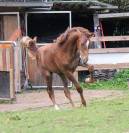 Yearling par Pégase Van't Ruytershof