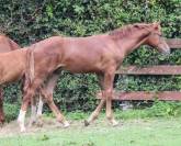 Yearling par Pégase Van't Ruytershof