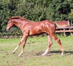 Yearling par Pégase Van't Ruytershof