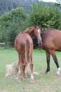 Yearling par Pégase Van't Ruytershof