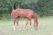 Yearling par Pégase Van't Ruytershof