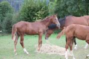 Yearling par Pégase Van't Ruytershof