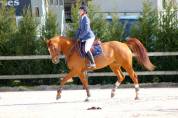 Prometteur fils de Kassander V't Roosakker