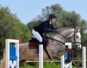 Versatile, Athletic and Honest Sport Horse