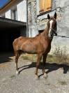 Vends chevaux loisir ou endurance 