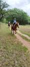 Vends chevaux loisir ou endurance 
