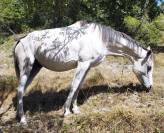 Vends chevaux loisir ou endurance 