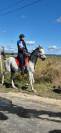 Vends chevaux loisir ou endurance 