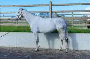 Cavalla Cavallo da Sport Germano In vendita 2018 Bianco