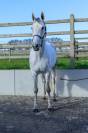 Mare German Warmblood For sale 2018 White
