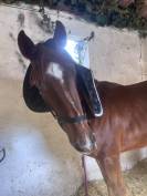 Cheval CSO BWP 3 ans Sport 