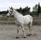 Plusieurs chevaux poneys - Diversi cavallo pony