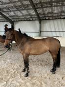 Cavalla PFS Pony Francese da Sella In vendita 2018 Baio ,  Rayan d'hurl'vent