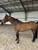 Mare French Saddle Pony For sale 2018 Bay