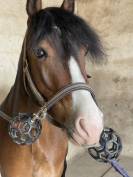 Castrone PFS Pony Francese da Sella In vendita 2019 Baio ,  ugo des clas