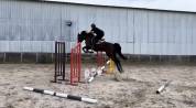 Hongre Selle Français bai de 13 ans - cheval de sport