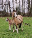 Vente chevaux , poneys, CSO élevage