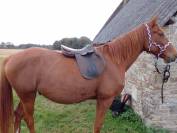 A vendre cheval trotteur français hongre alezan 7 ans