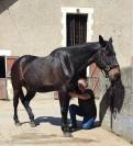 Shiatsu &eacute;quin & humain