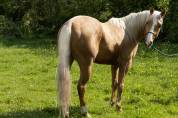Castrone Altre Razze di Cavalli In vendita 2021 Palomino
